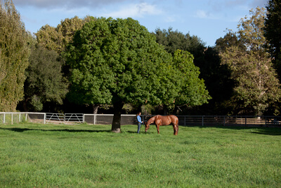 horse in a green pasture