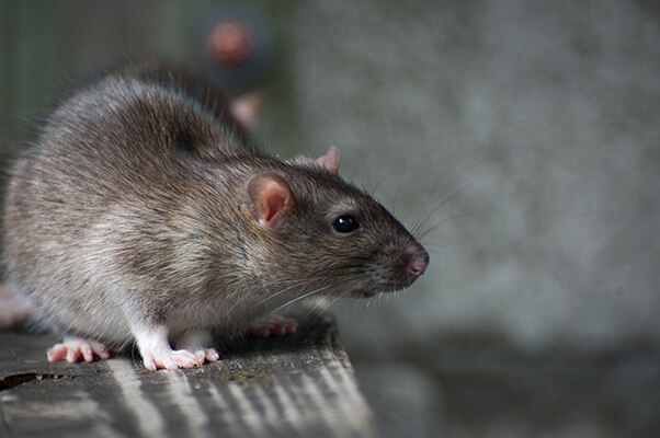 grey rat