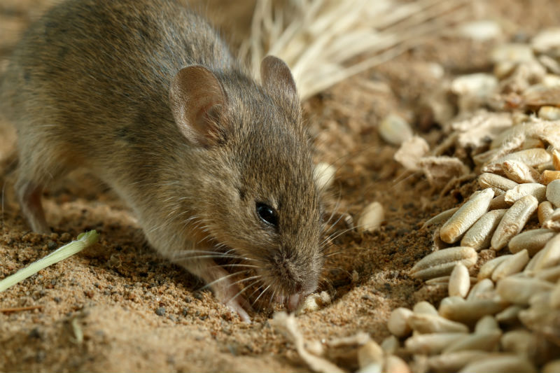 Steel wool against mice, rats and other rodents