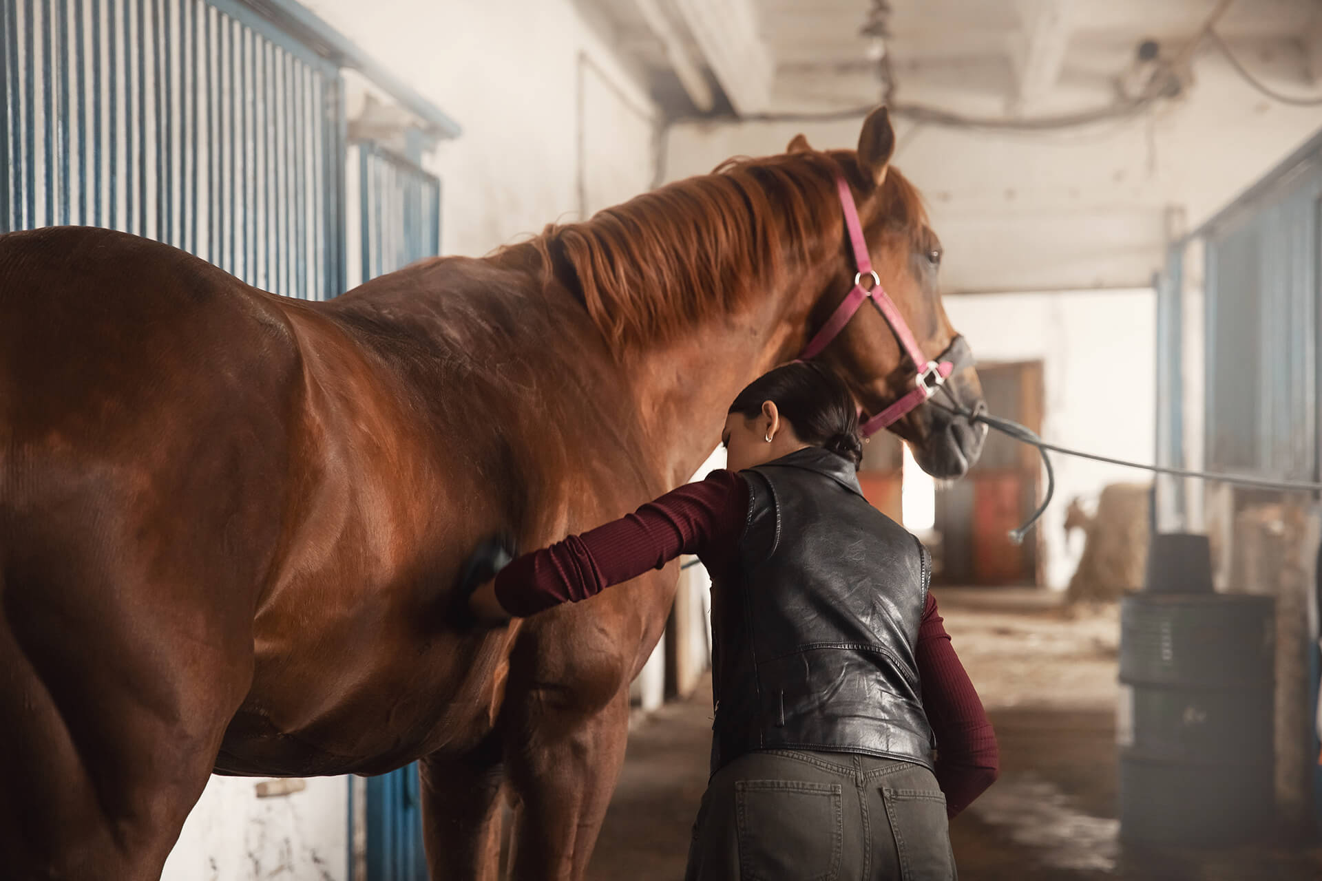 woman grooming horse
