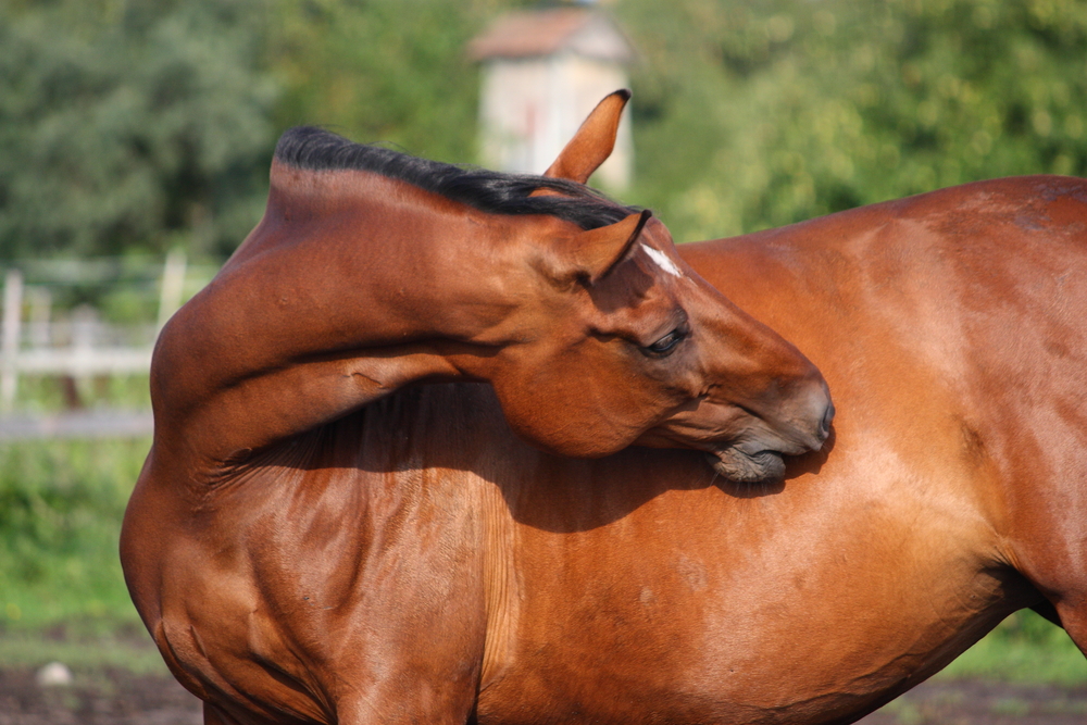 Learn the signs that your horse has a pest problem
