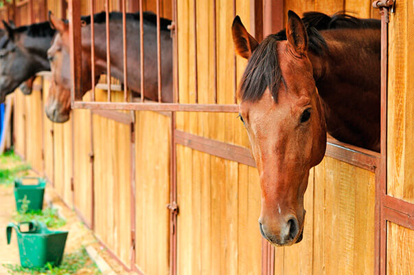 horses in stalls