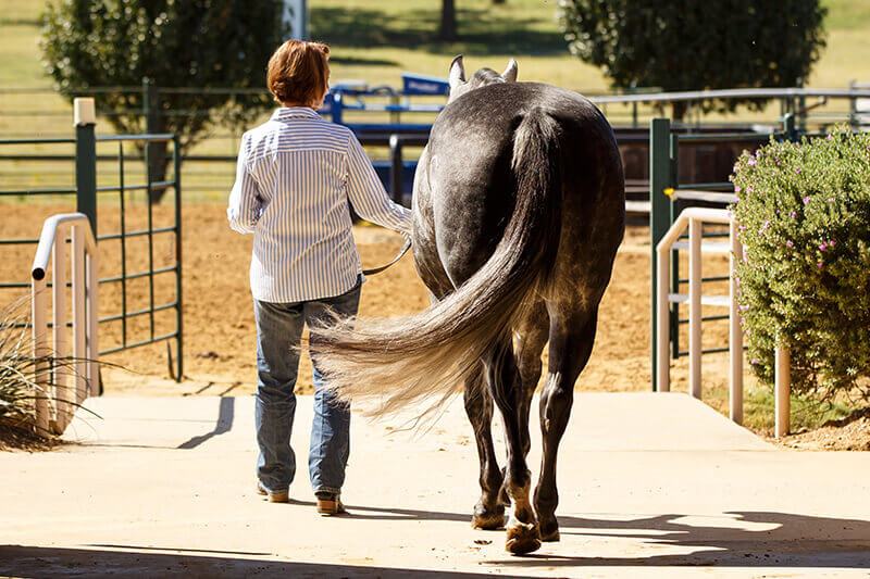 Grooming: Caring For and Enhancing Your Horse's Tail, Stable Talk
