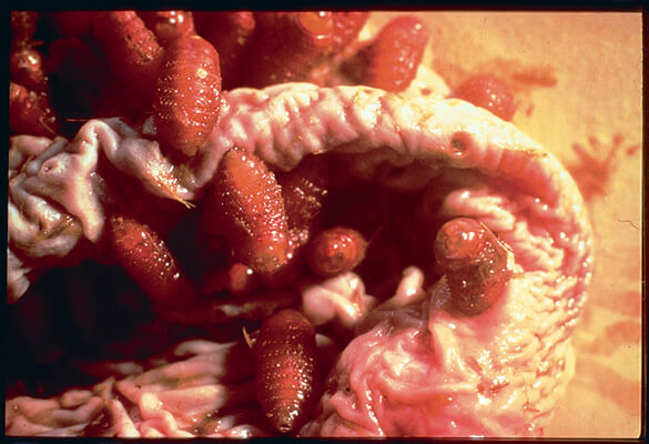 bot fly larvae