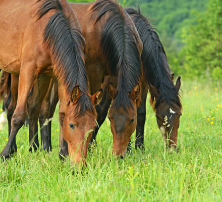 horses grazing in pasture