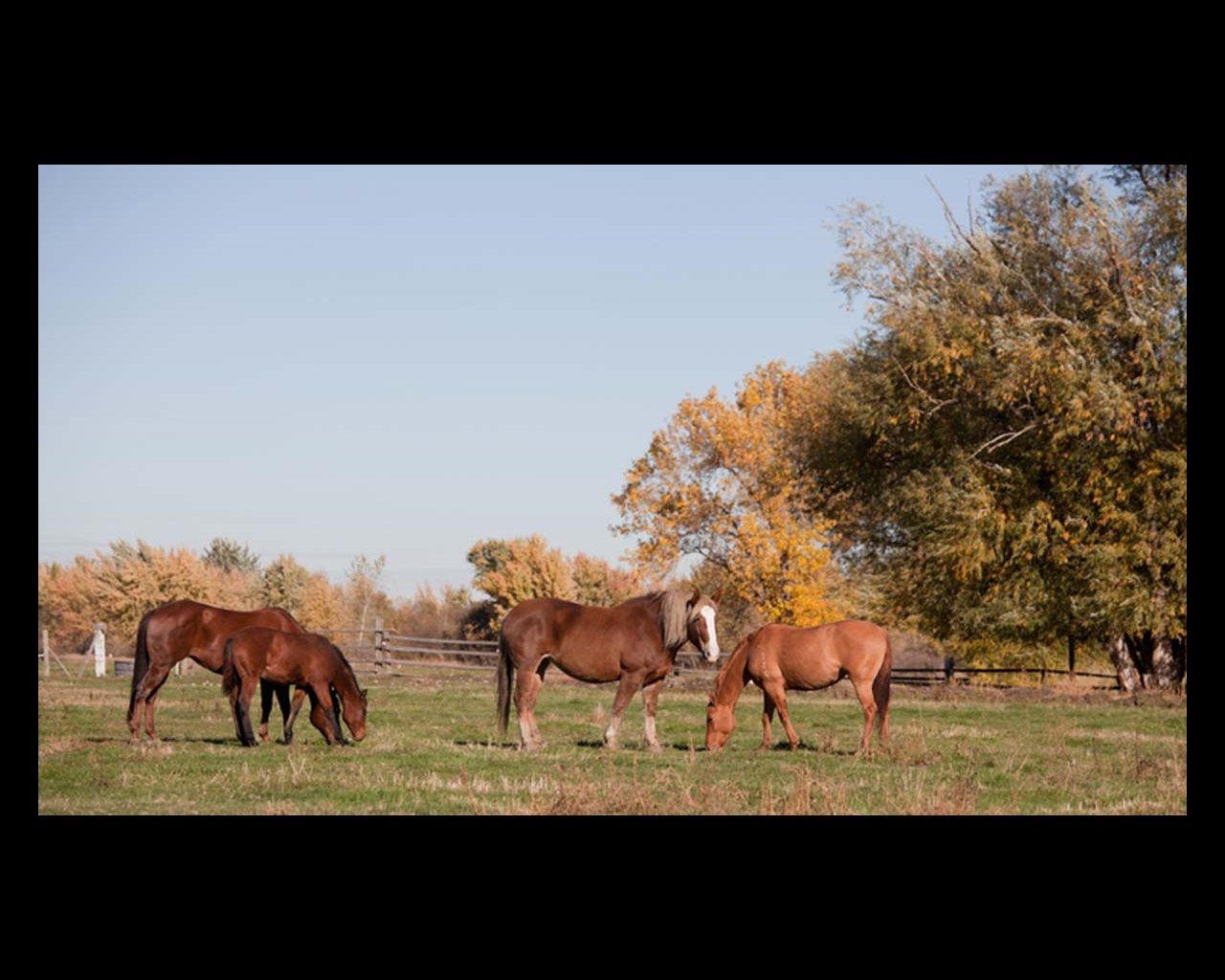 ticks-year-round-threat-to-horses