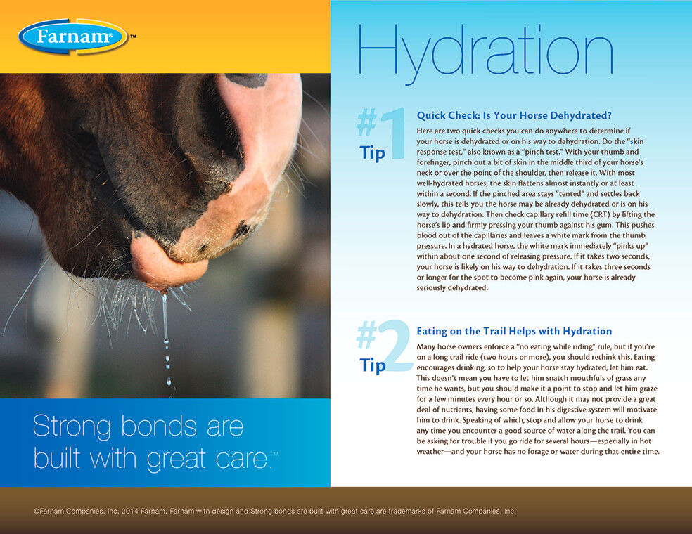 Horse Hydration Tips and Tools Farnam
