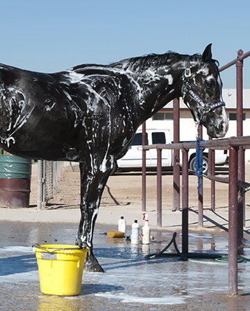 horse getting bathed