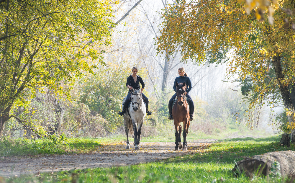 Two horses on a trail ride.