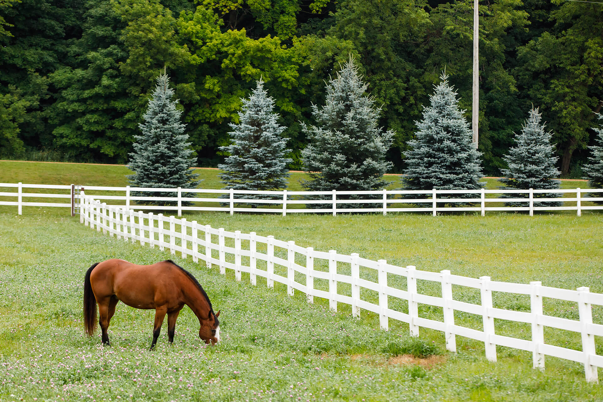 horse grazing in green pasture