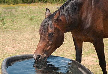 horse drinking from trough