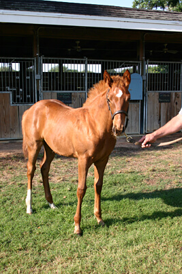 foal outside stables