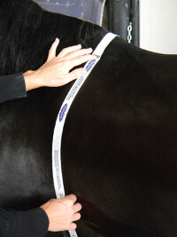 using a weight tape on a horse