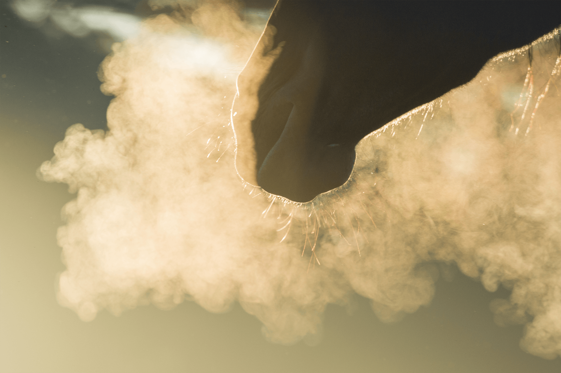 horse nose in dust