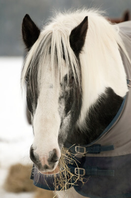 horse eating hay