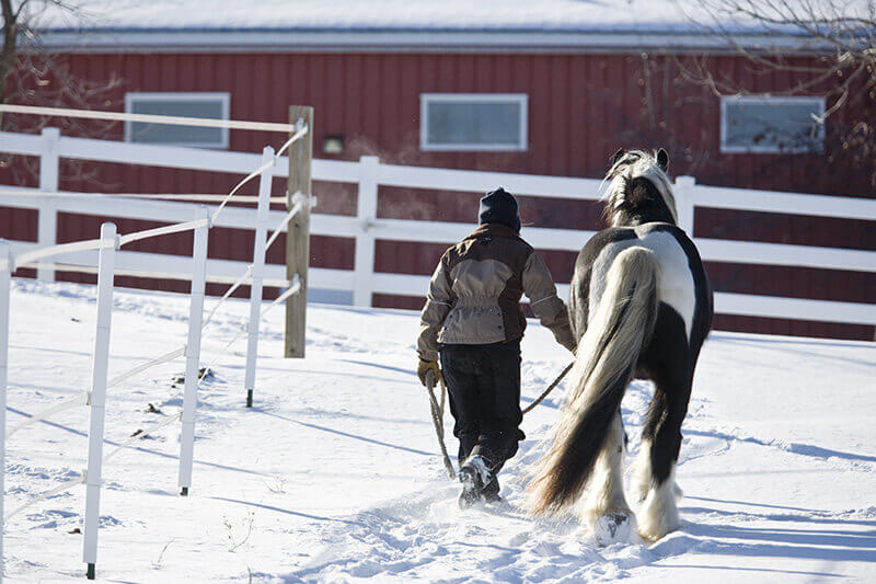 horse being led through snowy pasture