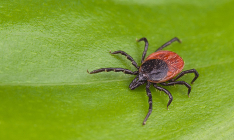 deer-tick